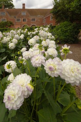 More Dahlias in the Sensory Garden.jpg