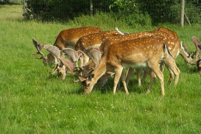 Fallow Deer.jpg