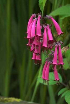 Packwood House - National Trust - 2006 & 07