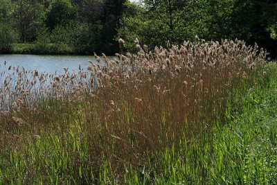 Compton Verney  - Lake