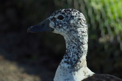 Slimbridge 0003.jpg