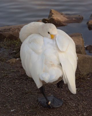 Slimbridge 0006.jpg