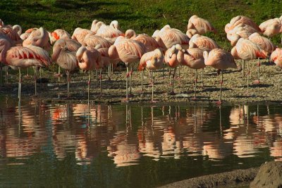 Slimbridge 0013.jpg