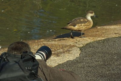 Slimbridge 0014.jpg