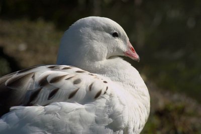 Slimbridge 0016.jpg