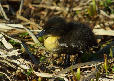 Slimbridge 0017.jpg