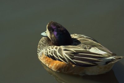 Slimbridge 0018.jpg