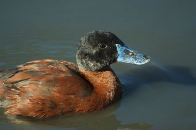 Slimbridge 0019.jpg