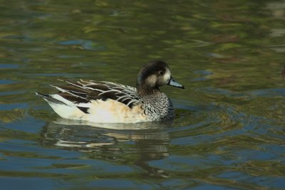 Slimbridge 0020.jpg