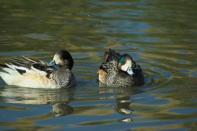 Slimbridge 0021.jpg