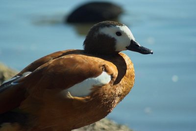 Slimbridge 0023.jpg