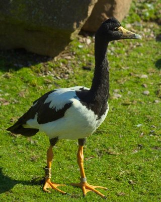 Slimbridge 0026.jpg