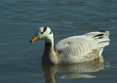 Slimbridge 0029.jpg