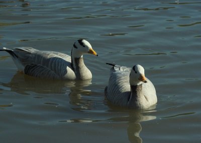 Slimbridge 0030.jpg