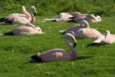 Slimbridge 0031.jpg