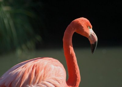 Slimbridge 0033.jpg