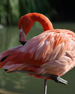 Slimbridge 0034.jpg