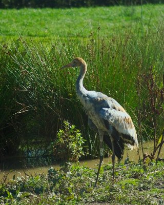 Slimbridge 0035.jpg