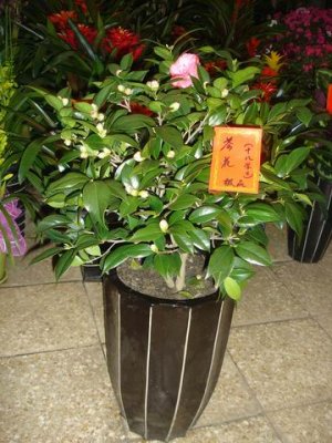 С ת DSC00161.JPG