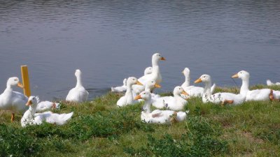 С P1000258.JPG