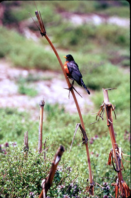 35mm_Velvia100_09.jpg