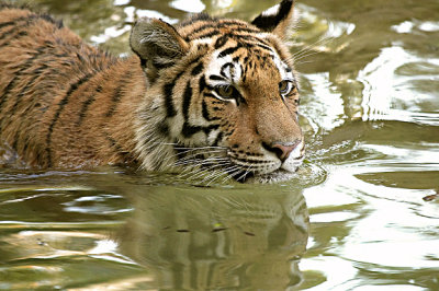 1D Amur Tiger Swim s.jpg