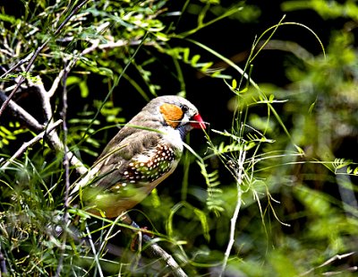Male Zebra Finch s .jpg