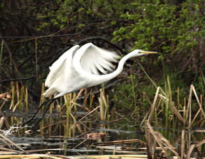 Great Egret DPP14 s.jpg