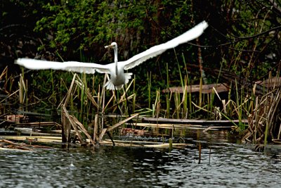 Great Egret DPP19 5x7 s .jpg