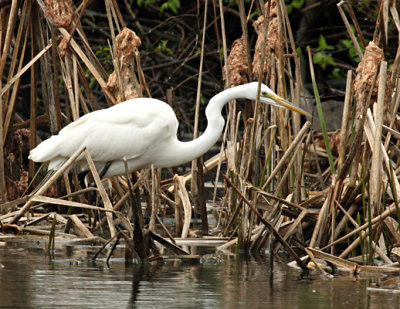 Great Egret DPP4 s .jpg