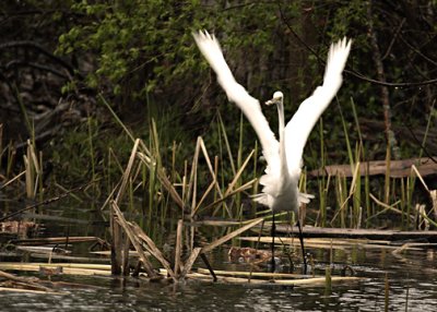 Great Egret DPP18 5x7 s .jpg