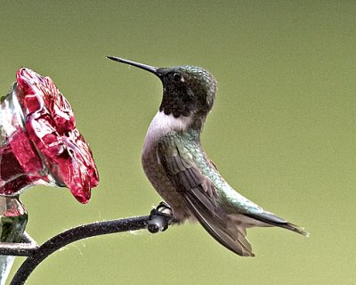 Hummer 07 1D CROP s _.jpg