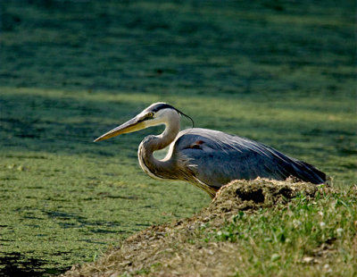 Heron 6-16-07Crop s _4.jpg