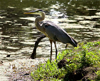 Blue Heron 7-12-07 s .jpg