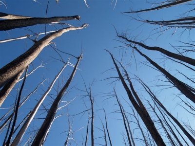 Totems left after the 2003 bush fires