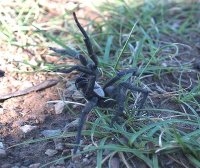 What we found under our tent - Funnel Web Spider