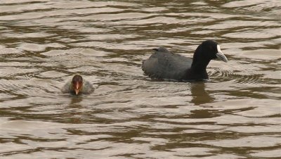 Eurasian Coot and young