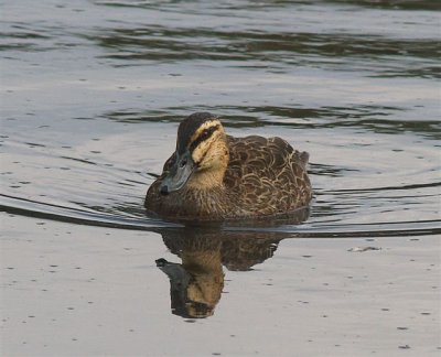 Pacific Black Duck 2