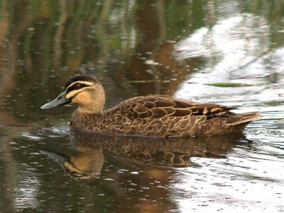 Pacific Black Duck