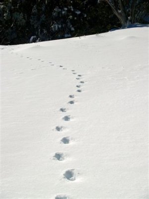 It went that way