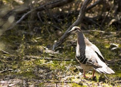 Common Bronzewing