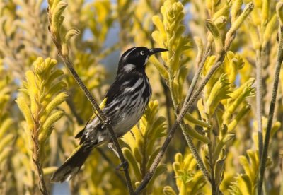 New Holland Honeyeater on Yellow Kangaroo Paw