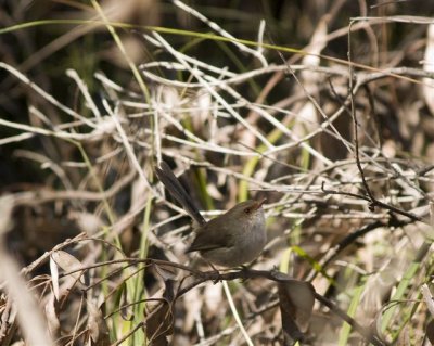 Supurb Fairy-Wren - Female