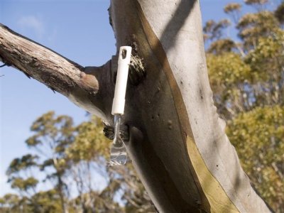 Found the fork in the tree