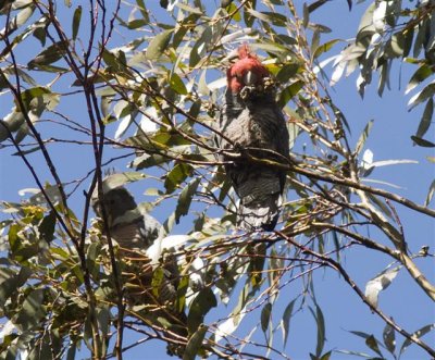 Male and Female Gang-gang Cockatoo