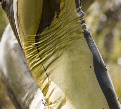 Yellow Snowgum bark