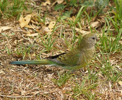 Red-Rumped Parrot - Female