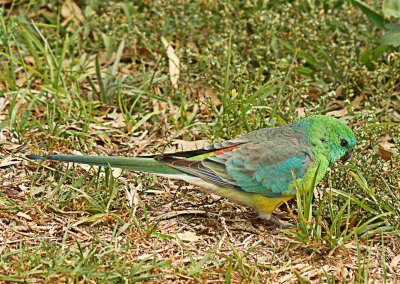 Red-Rumped Parrot - Male