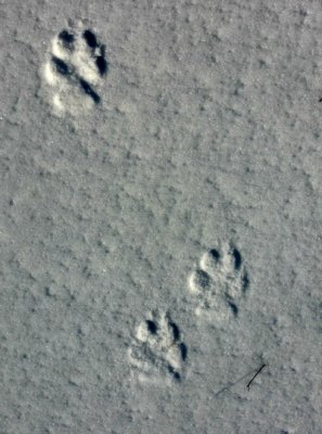 coyoteprints1.jpg
