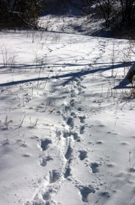 coyoteprints2.jpg